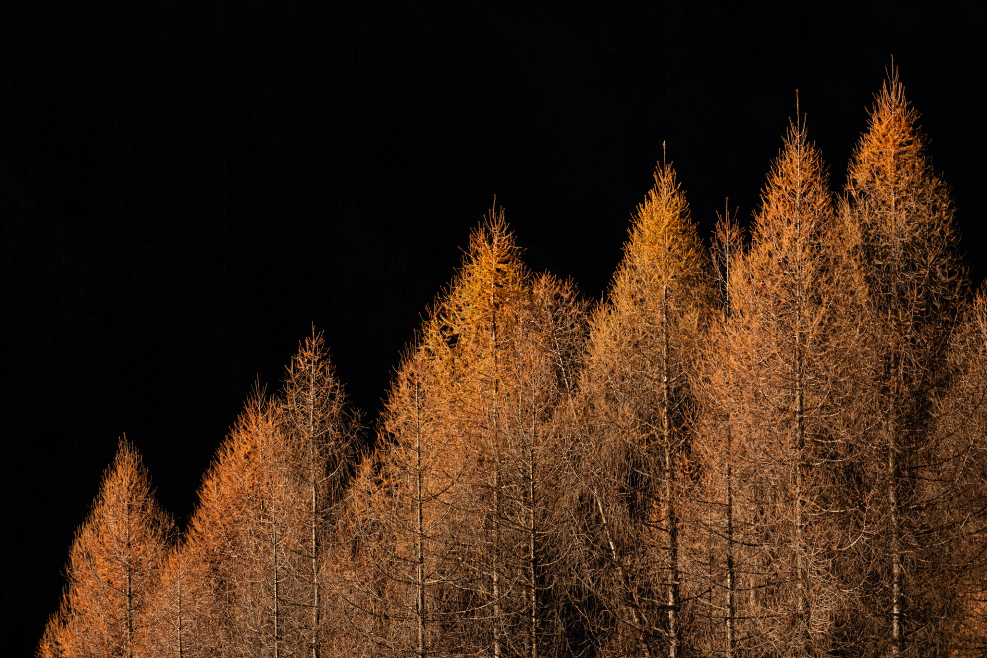 Foreste italiane: crescono, ma senza una regia – Intervista con Antonio Nicoletti