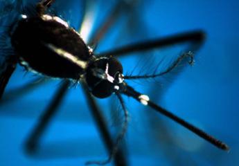 Dengue, in Italia 117 casi nel 2024. Pregliasco: "Saliranno a 500-1.000"