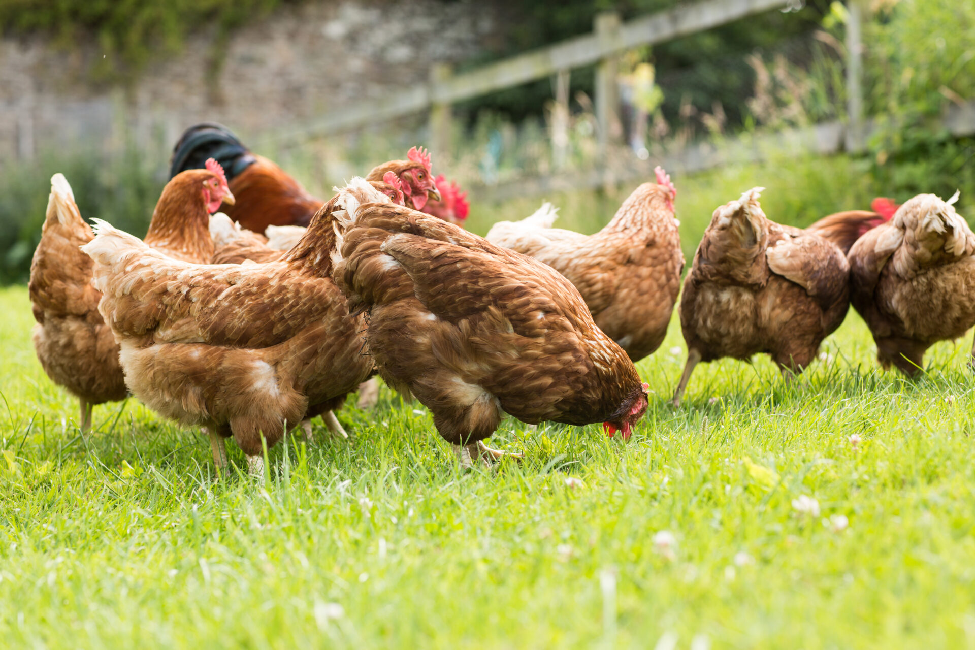 Galline Felici: quando l’etica entra nel piatto