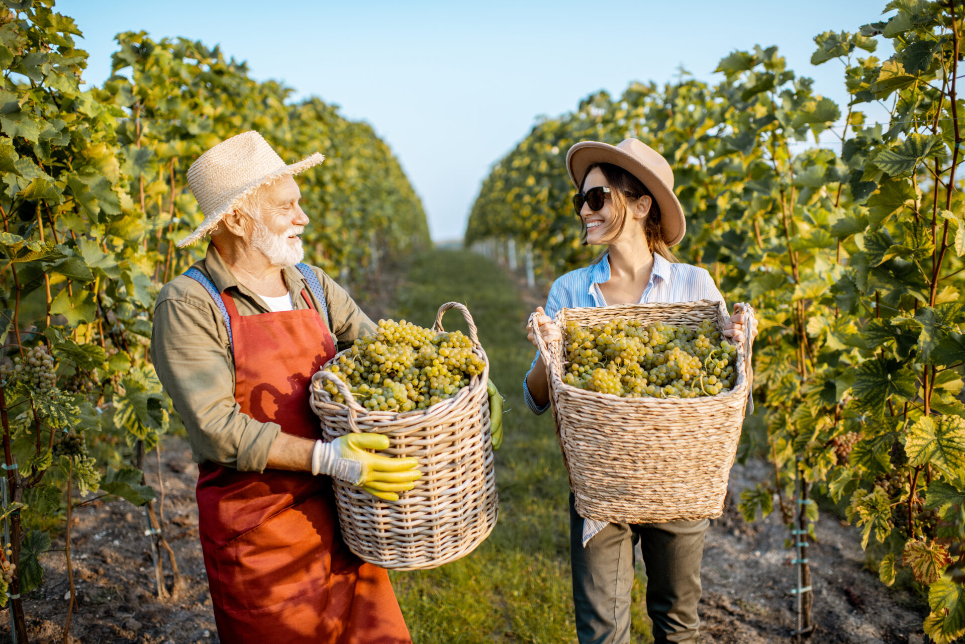 Tra le vigne del Vesuvio con Antonio Ambrosio: quando il vino diventa cultura, impresa e speranza