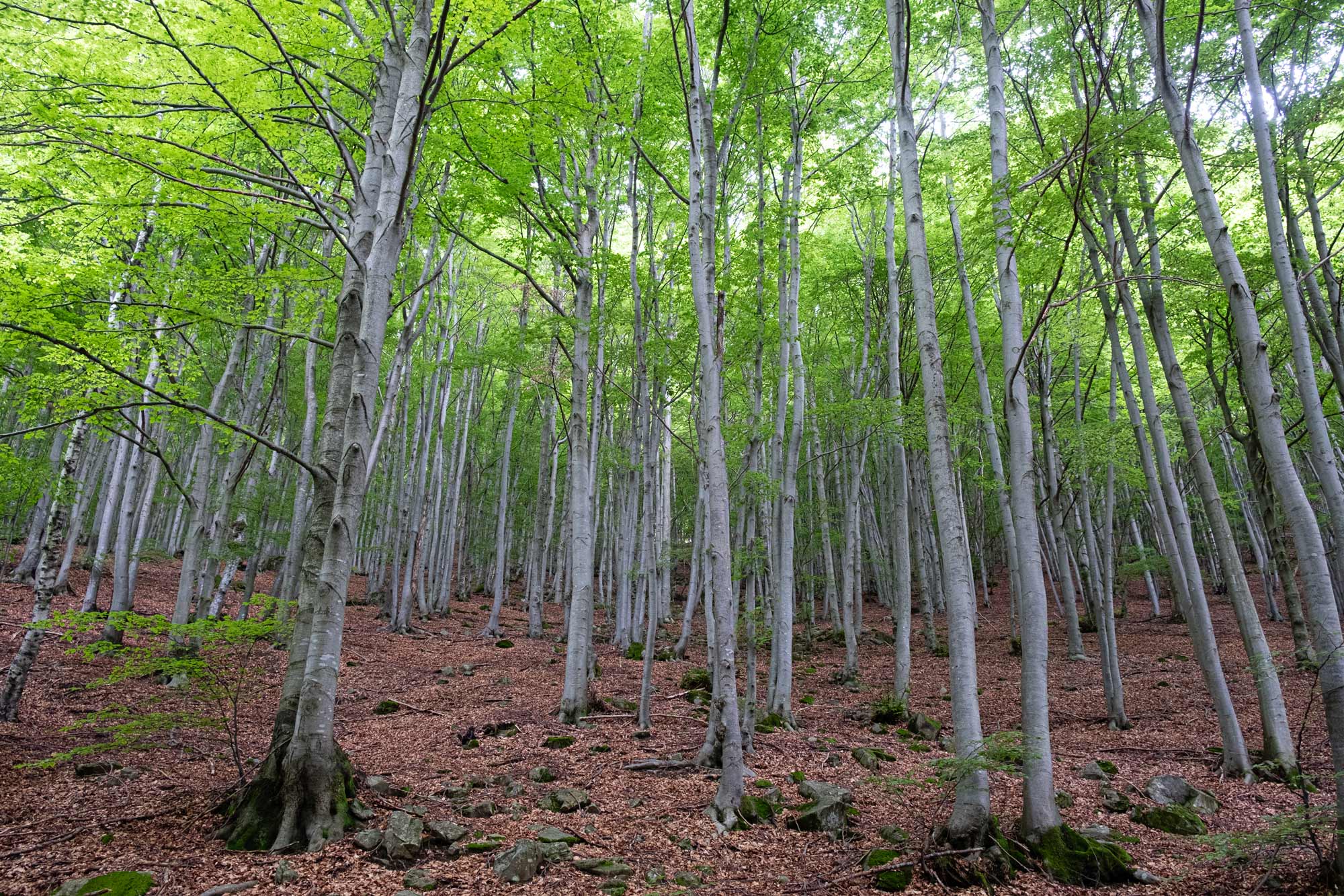 Ritorno alla selva: la crisi ecologica come crisi dell’uomo – Intervista con Francesca Brocchetta